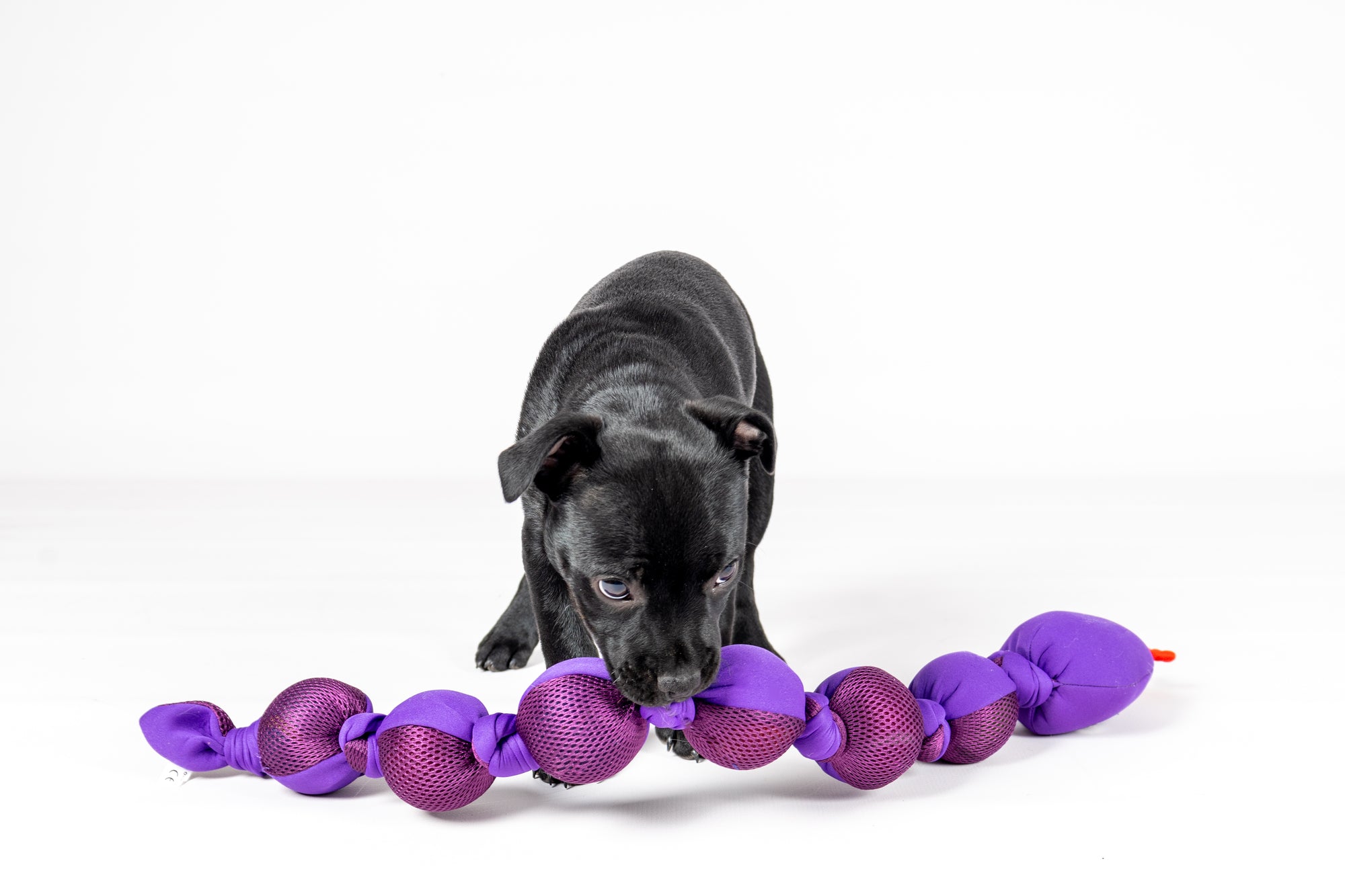 Schlange Snala Violett