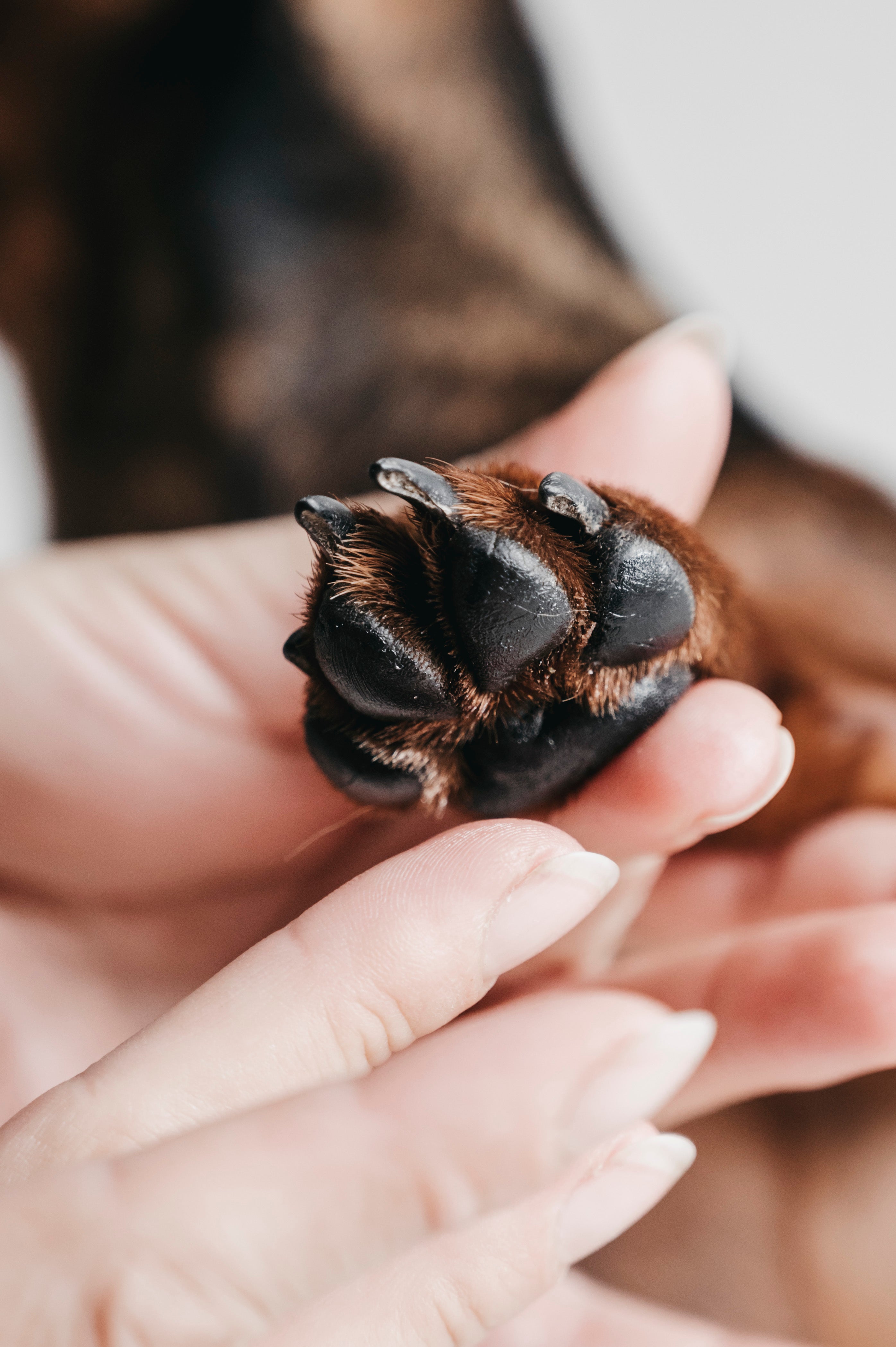 LILA LOVES IT Pfötchenpflege