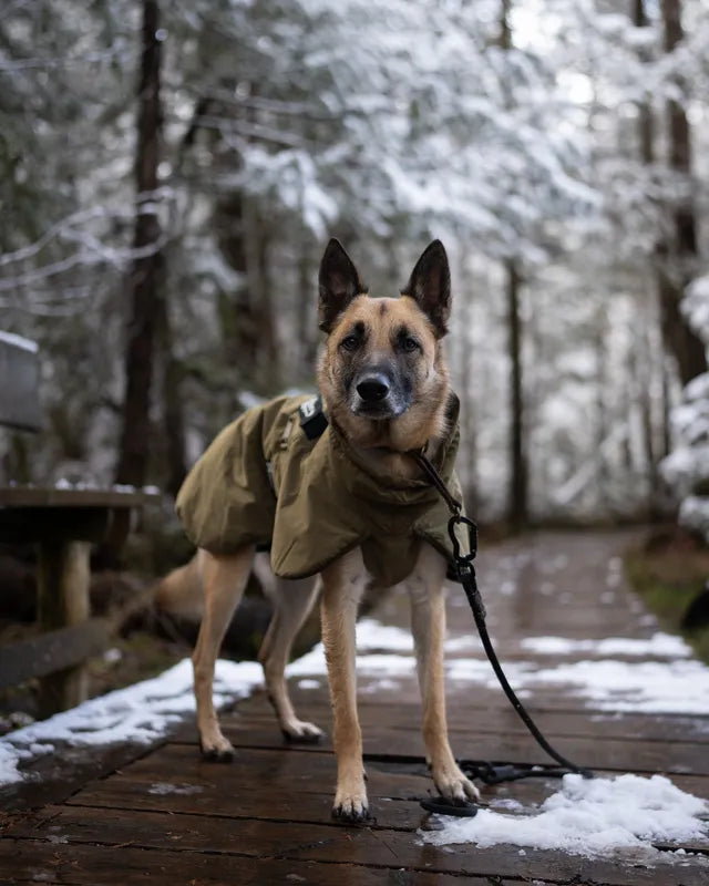 Non-Stop Dogwear Glacier Dog Jacket WD