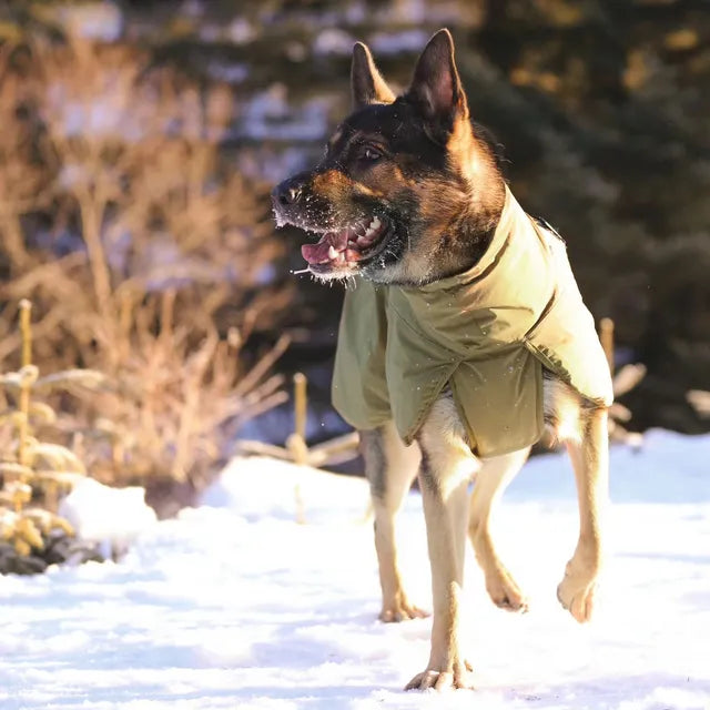 Non-Stop Dogwear Glacier Dog Jacket WD