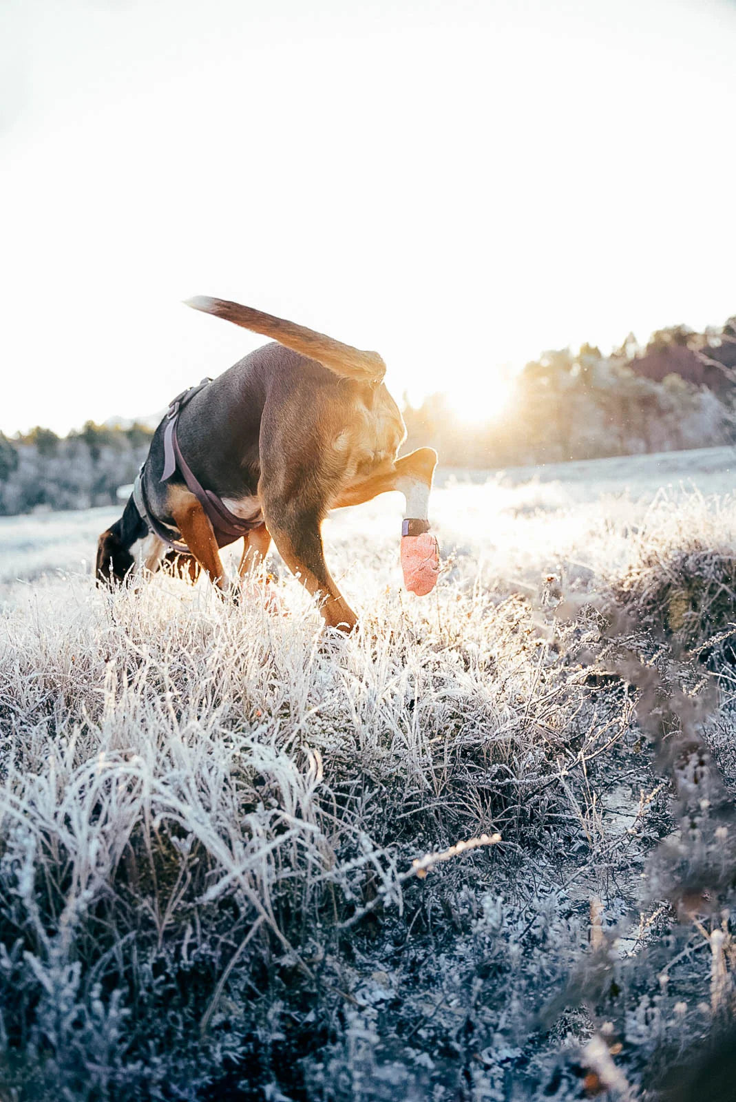 Non-Stop Dogwear Protector Light Socks