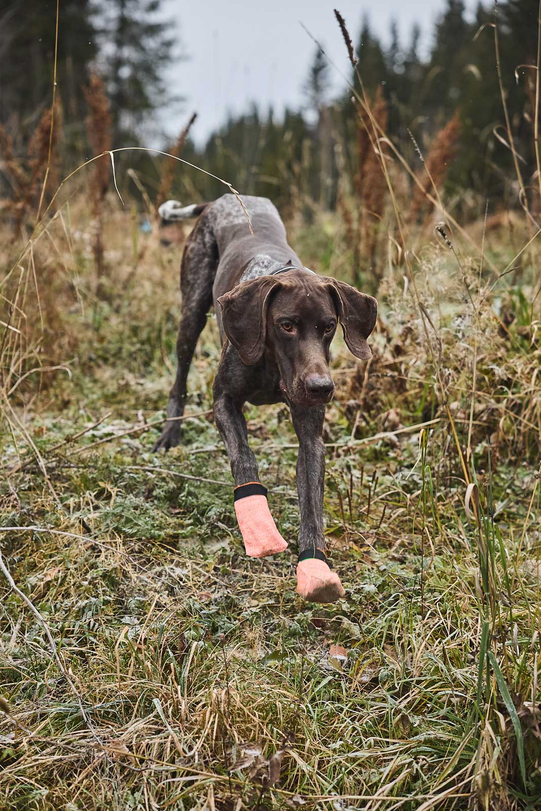 Non-Stop Dogwear Protector Light Socks