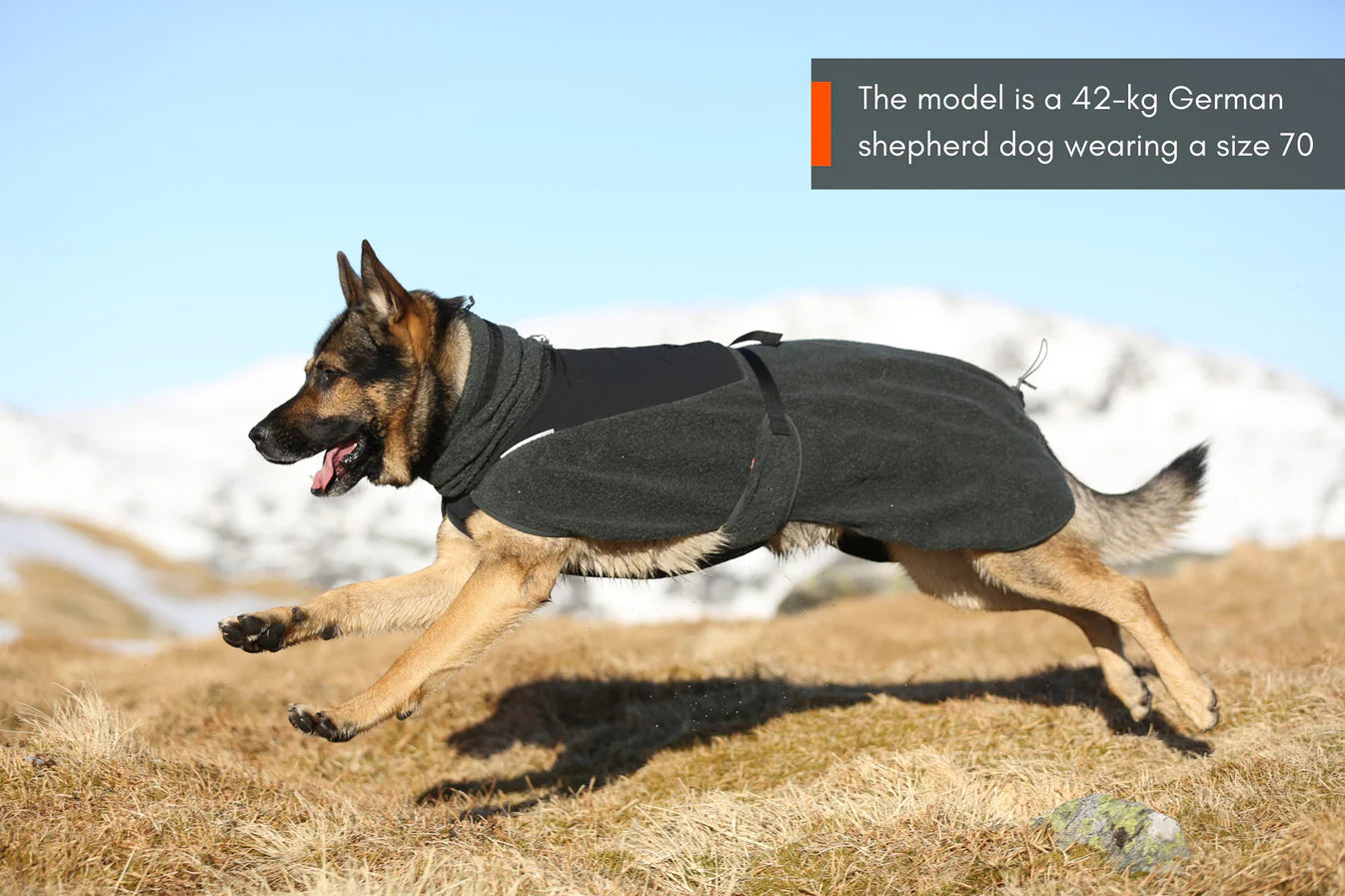 Wool Dog Jacket Sand