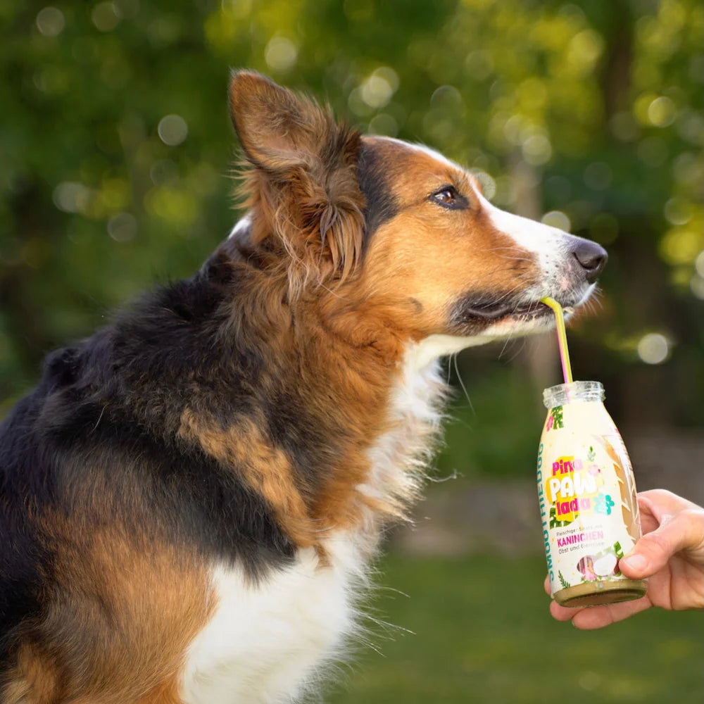 SmoothieDog Summer-Edition  PinaPawLada
