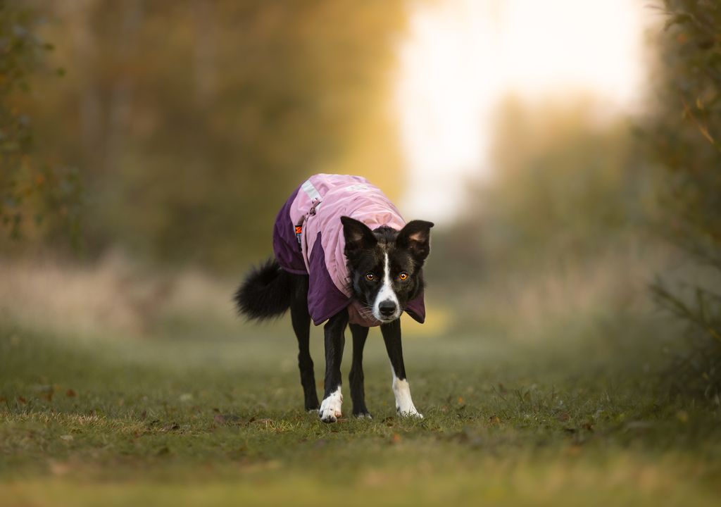 Wintermantel von Nonstop Glacier Jacket 3.0 purple