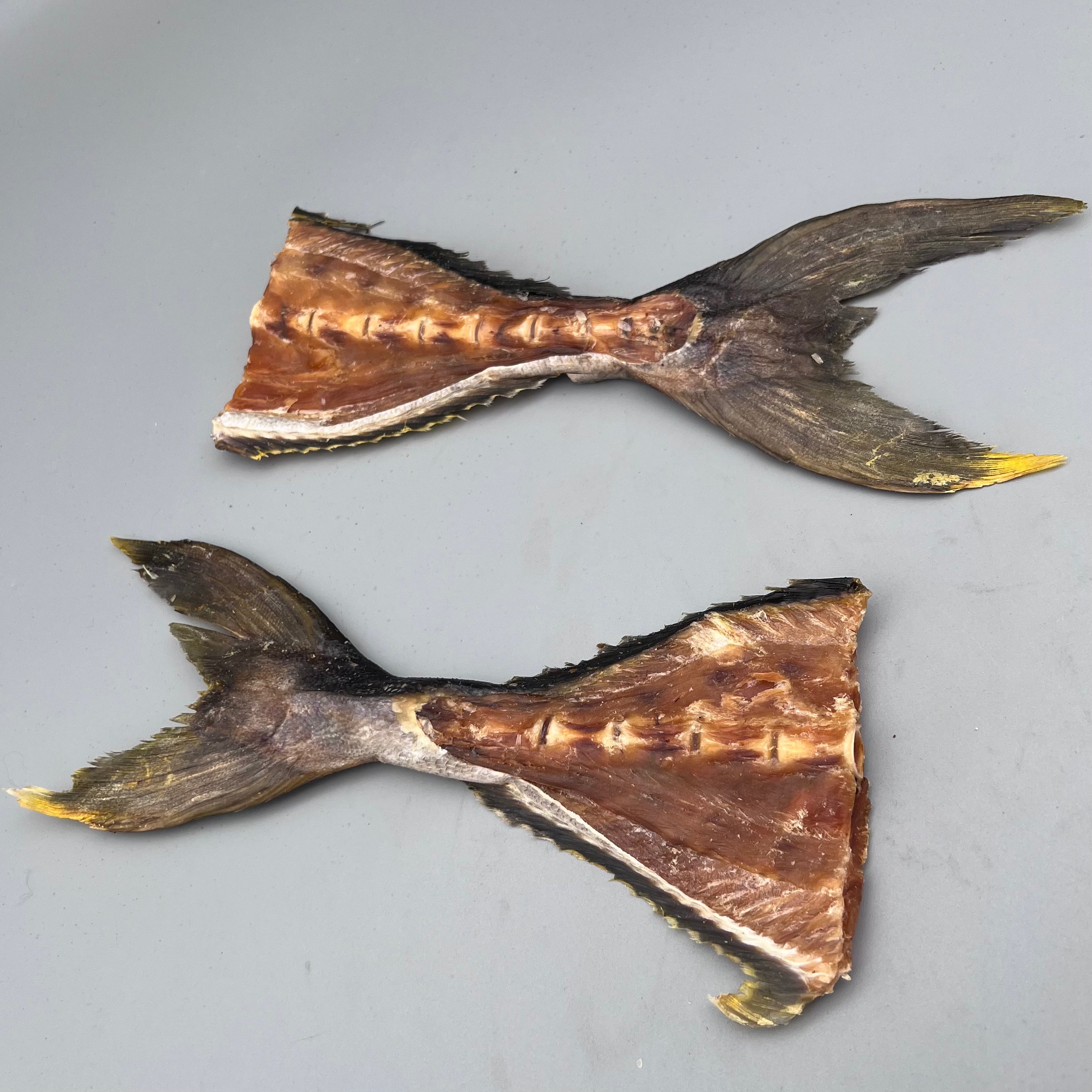Kingfischschwanz