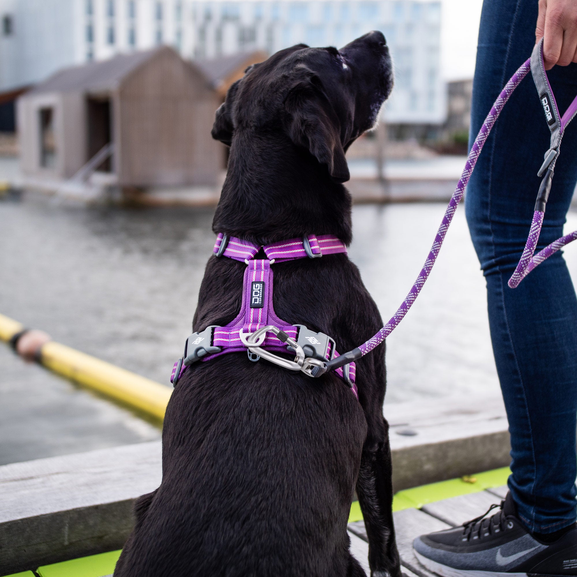 Dog Copenhagen V2 Walk Harness (Air), Purple Passion