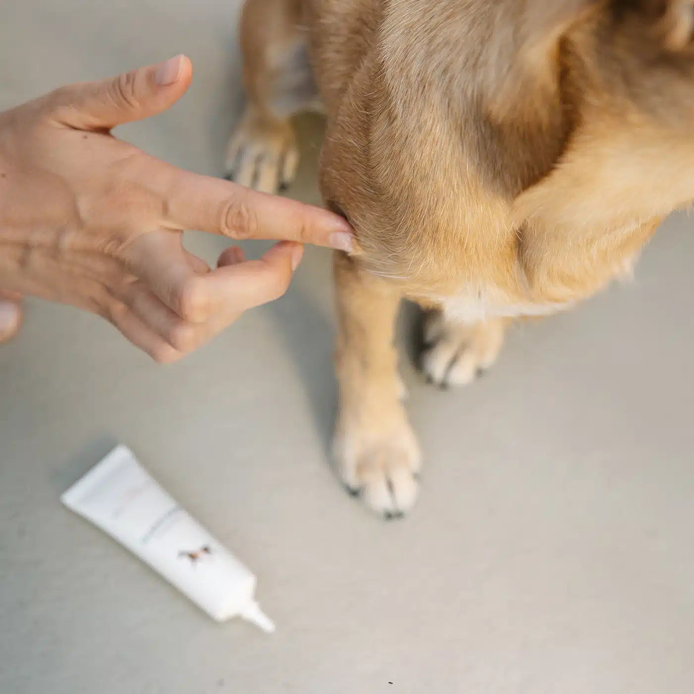 LILA LOVES IT® Silbercreme für Hunde - 30 ml