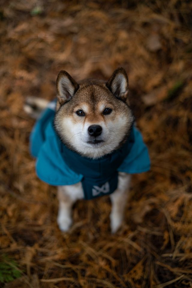 Wintermantel von Nonstop Glacier Jacket 3.0 teal